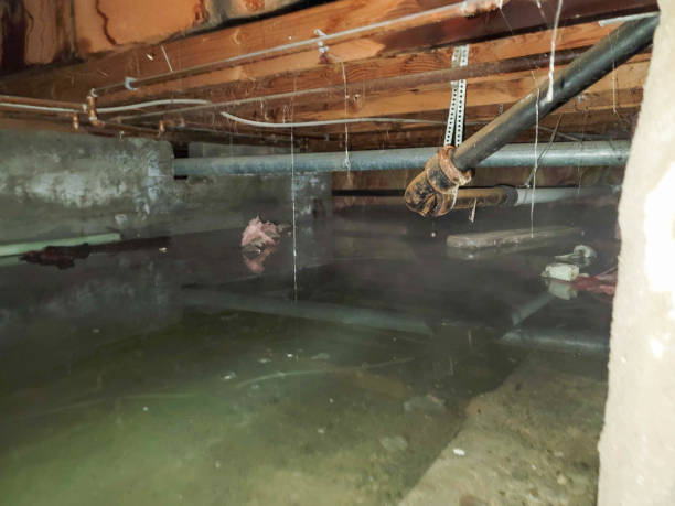 Best Residential water damage restoration  in Blooming Prairie, MN