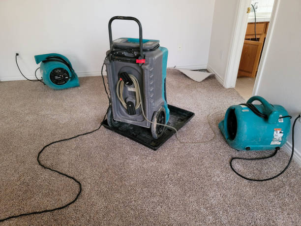 Best Carpet water damage restoration  in Blooming Prairie, MN