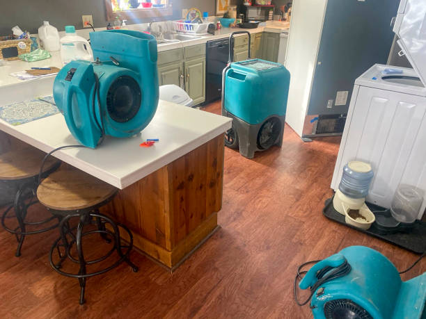 Best Water damage restoration mold remediation  in Blooming Prairie, MN
