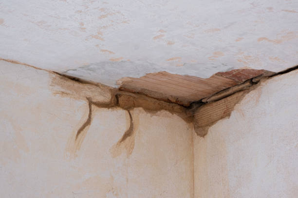 Best Professional water damage repair  in Blooming Prairie, MN
